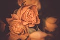 Beautiful delicate roses flower close up. Macro shot, soft selective focus photo. Floral vintage toned background Royalty Free Stock Photo