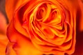 Beautiful delicate roses flowers clouseup picture. Macro, soft selective focus photo. Floral vintag toned background