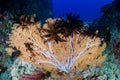 Beautiful, delicate sea fans and soft corals on a tropical reef