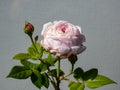 Beautiful, delicate seashell-pink rose with white undertones `St. Cecilia` with full petals. One of the finest English Roses Royalty Free Stock Photo