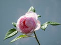 Beautiful, delicate seashell-pink rose with white undertones `St. Cecilia` with full petals. One of the finest English Roses Royalty Free Stock Photo