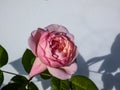 Beautiful, delicate seashell-pink rose with white undertones `St. Cecilia` with full petals. One of the finest English Roses Royalty Free Stock Photo