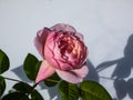 Beautiful, delicate seashell-pink rose with white undertones `St. Cecilia` with full petals. One of the finest English Roses Royalty Free Stock Photo