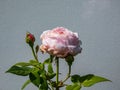 Beautiful, delicate seashell-pink rose with white undertones `St. Cecilia` with full petals. One of the finest English Roses Royalty Free Stock Photo