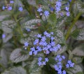 Beautiful and delicate small blue Myosotis flowers on green grass background.