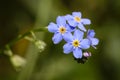 Beautiful and delicate small blue Myosotis flowers close up on green grass background Royalty Free Stock Photo