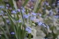 Beautiful and delicate small blue Myosotis flowers close up on green grass background. Royalty Free Stock Photo