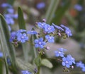 Beautiful and delicate small blue Myosotis flowers close up on green grass background. Royalty Free Stock Photo