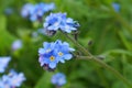 Beautiful and delicate small blue Myosotis flowers close up on green grass background. Royalty Free Stock Photo