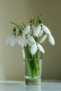 Beautiful delicate snowdrops flowers in glass vase Royalty Free Stock Photo