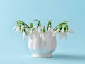 Beautiful delicate snowdrops in a white vintage ceramic vase on a blue background. Small bouquet of the first spring flowers Royalty Free Stock Photo