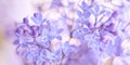 Beautiful delicate spring border of lilac flowers. Selective soft focus