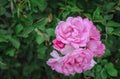 Beautiful delicate spring flower close-up. flowers pink roses.