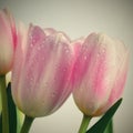 Beautiful delicate spring flowers - pink tulips. Pastel colors and isolated on a pure background. Close-up of flowers with drops o Royalty Free Stock Photo