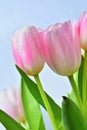 Beautiful delicate spring flowers - pink tulips. Pastel colors and isolated on a pure background. Close-up of flowers with drops o Royalty Free Stock Photo