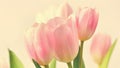 Beautiful delicate spring flowers - pink tulips. Pastel colors and on a pure background. Close-up of flowers with drops o Royalty Free Stock Photo