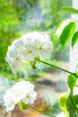 Beautiful Delicate Tender White Potted Geranium Flowers on Window Sill. Vibrant Spring Summer Greenery. Nature Background