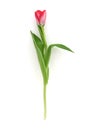 Beautiful delicate tulip