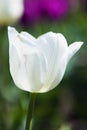 Beautiful, delicate tulip. Royalty Free Stock Photo