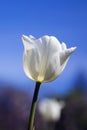 Beautiful, delicate tulip. Royalty Free Stock Photo