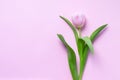 Beautiful delicate tulip flower on pink paper background with copy space Royalty Free Stock Photo
