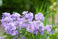 Beautiful delicate violet-blue phlox flowers with green leaves in the garden