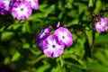 Beautiful delicate violet-white phlox flowers with green leaves in the garden