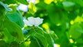 Beautiful delicate white apple quince tree flower among fluffy green spring leaves in spring garden. Natural concept of spring Royalty Free Stock Photo