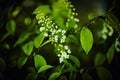 Beautiful delicate white bird cherry blossoms grow on branches with green leaves in spring. Plants. Photo of nature Royalty Free Stock Photo