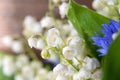 Beautiful delicate white flowers of Lily of the valley. Bouquet of spring flowers Convallaria close-up Royalty Free Stock Photo