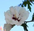 Beautiful and delicate white Hibiscus flower on the branch with green leaves on blue sky background.