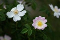 flowers of a dog rose Royalty Free Stock Photo