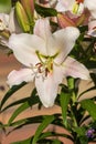 A beautiful delicate white lily flower grows among green leaves in the open ground. Royalty Free Stock Photo