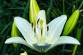 Beautiful, delicate white Lily Latin: Lilium close-up. A snow-white flower on a background of green leaves