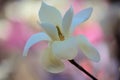 White magnolia flowers is blooming