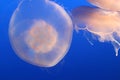 Beautiful, delicate white moon jellies float in deep blue water. Royalty Free Stock Photo