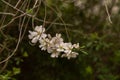 Beautiful, delicate, white and pink early Spring almond blossoms in Israel