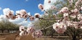 Flowering almond tree branch in a orchard near Jerusalem, Israel