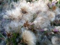 Beautiful and delicate wild herbs and flowers d