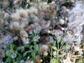 Beautiful and delicate wild herbs and flowers d