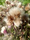 Beautiful and delicate wild herbs and flowers d