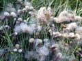 Beautiful and delicate wild herbs and flowers d