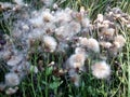 Beautiful and delicate wild herbs and flowers d