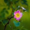 Beautiful, delicate wild rose flower in the summer.