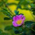 Beautiful, delicate wild rose flower in the summer.