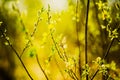 Beautiful delicate willow flowers and young leaves bloom on thin willow branches in springtime on a warm sunny day Royalty Free Stock Photo