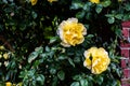 Beautiful and delicate yellow rose Royalty Free Stock Photo