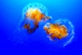 Lions mane jellyfish cyanea capillata in a aquarium Royalty Free Stock Photo