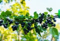Beautiful, delicious blackcurrant berries on a branch