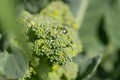 Beautiful And Delicious Broccoli